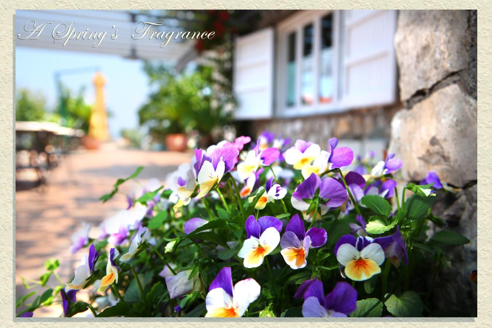 Villa Ketty Resort Vico Equense Dış mekan fotoğraf