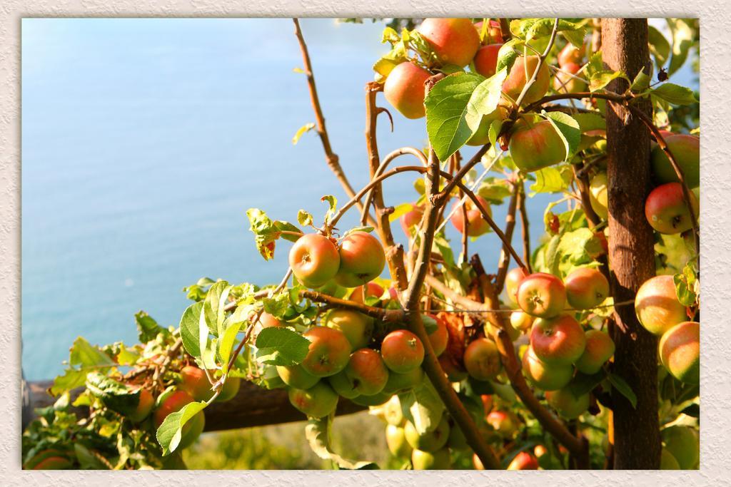 Villa Ketty Resort Vico Equense Dış mekan fotoğraf